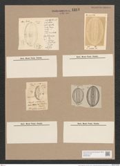Navicula notabilis Grev. (de-Toni-Nr.: Genus 1, Species 808) Zeichnungen Sammlung Grunow Nr. 1313 (NHMW-BOT-W0367984)